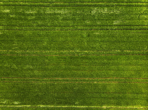 农田绿地的农业景观图片下载