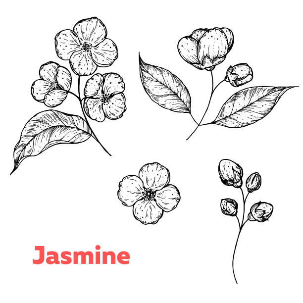 茉莉花手绘素描。的插图。包装设计元素。图片下载