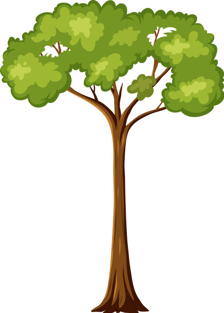 单一的雨林树孤立在白色图片下载