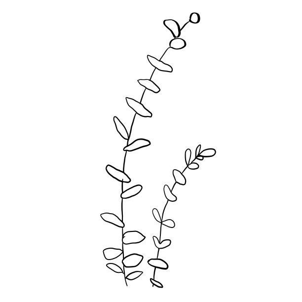 水彩花卉插图集-绿叶树枝收集，为婚礼文具，问候，壁纸，时尚，背景。桉树、橄榄、绿叶等图片下载