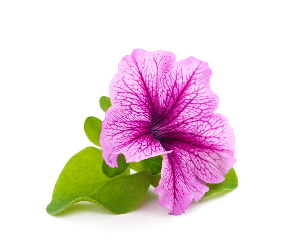 紫色美丽的佩妮。图片下载