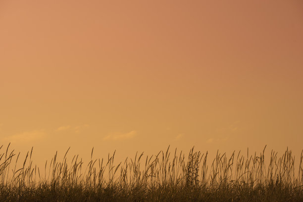 谷穗的剪影。背景中的夕阳天空图片下载