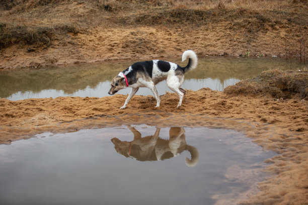 混种狗在肮脏的乡间小路上散步图片下载