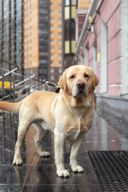 一只被拴在城市街角的狗。狗主人通常把狗拴在商店外面图片下载
