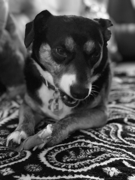 沙发上的黑狗图片下载