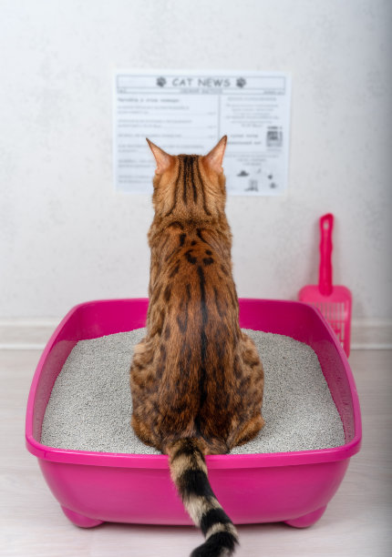 有趣的家猫读报纸在托盘膨润土填料图片下载