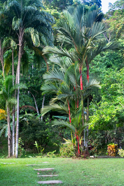 通往热带花园的垫脚石图片下载
