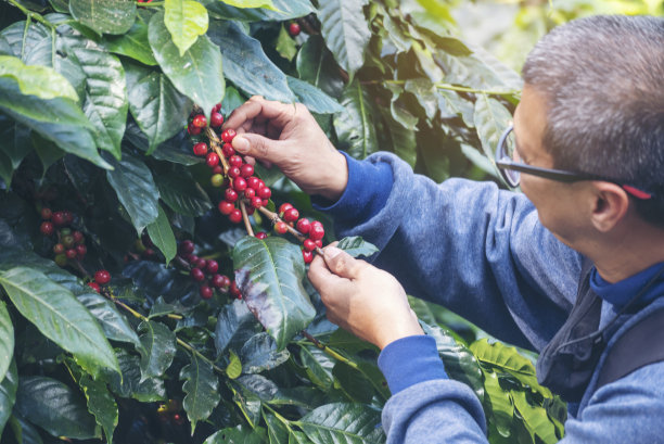 曼手收获咖啡豆成熟红莓种植新鲜种子咖啡树生长在绿色生态有机农场。近手收获红熟咖啡种子罗布斯塔·阿拉比卡浆果收获咖啡农场图片下载