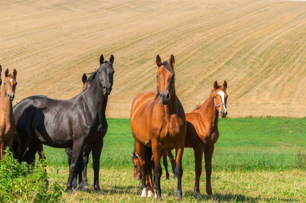在牧场上饲养母马和小马驹的马群-温血马图片下载