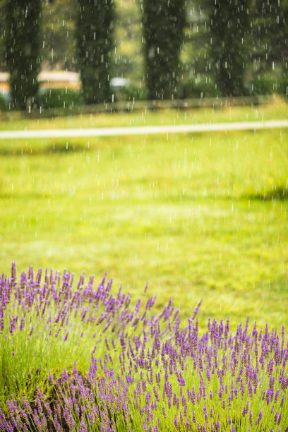 薰衣草灌木在它的绿色在下雨和复制空间在照片图片下载