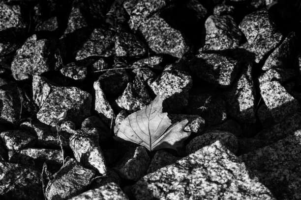 一片干枯的枫叶躺在花岗砾石上图片下载