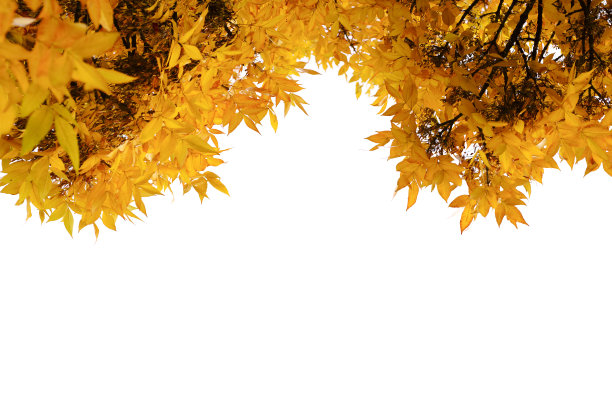 秋天黄叶白图片下载