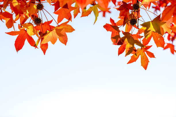 秋天的枫叶上白了图片下载