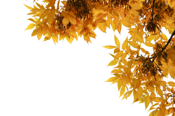 秋天黄叶白图片下载