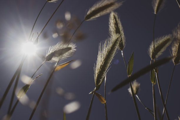 阳光透过耳朵。逆光剪影照片。图片下载