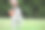 美丽的拉布拉多犬幼崽摆姿势拍照图片下载