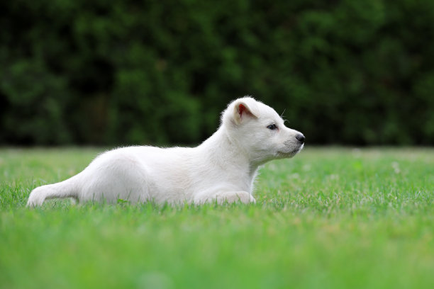 美丽的拉布拉多犬幼崽摆姿势拍照图片下载