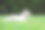 美丽的拉布拉多犬幼崽摆姿势拍照图片下载