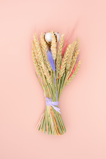 粉红色背景上的一束干花。黑麦和棉花。图片下载