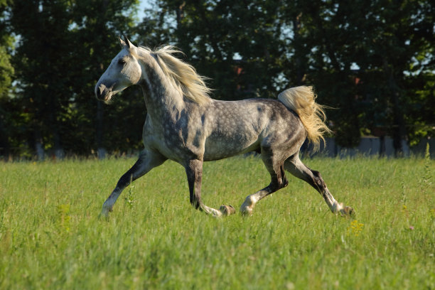 深灰色的安达卢西亚马在农场的围场里休息图片下载