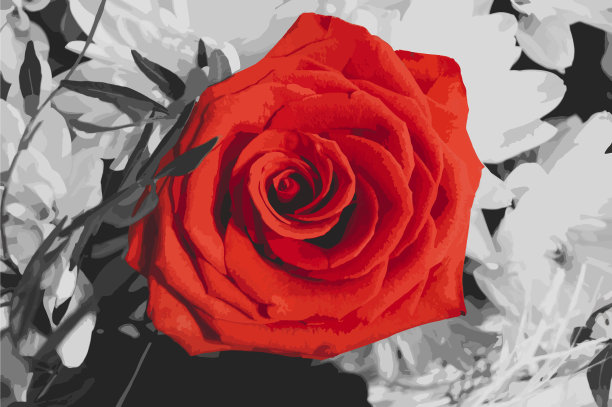 红玫瑰配黑白背景图片下载