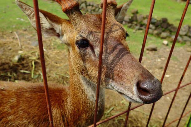 鹿在围栏里被圈养图片下载