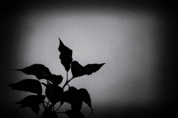 带有叶子的树枝的深色剪影。图片下载