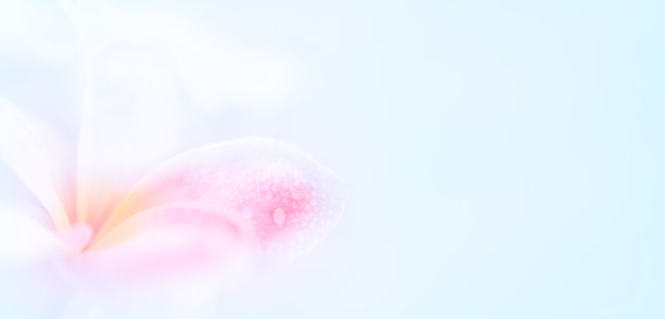 鸡蛋花软背景图片下载