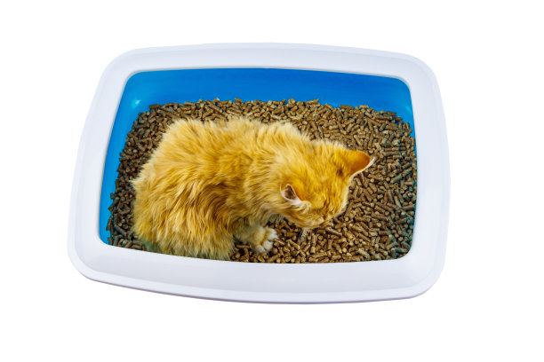 姜猫在猫砂箱孤立的白色背景图片下载