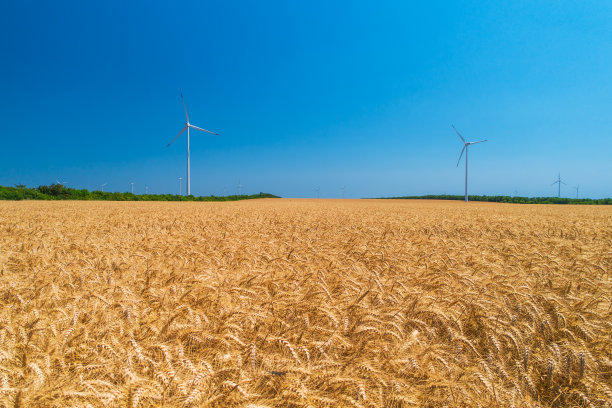蓝天，麦田，风力发电机发电图片下载