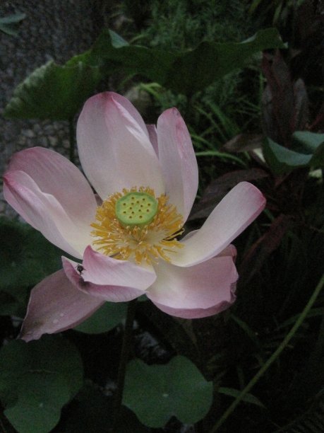 粉红色荷花绽放图片下载