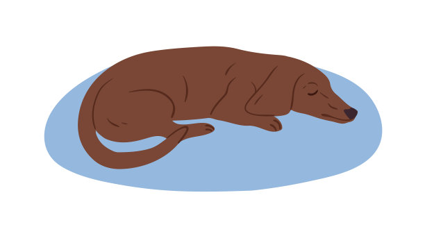 可爱的棕色腊肠狗或香肠狗睡在上面图片下载