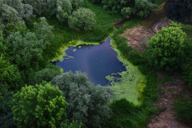一个长满了绿树和青草的小湖。从鸟瞰图拍摄图片下载