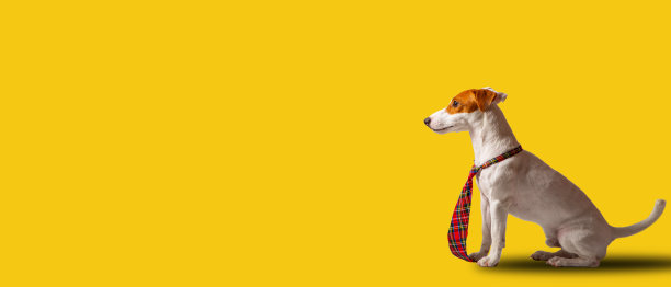 杰克罗素梗犬期待着检查它的业务。图片下载