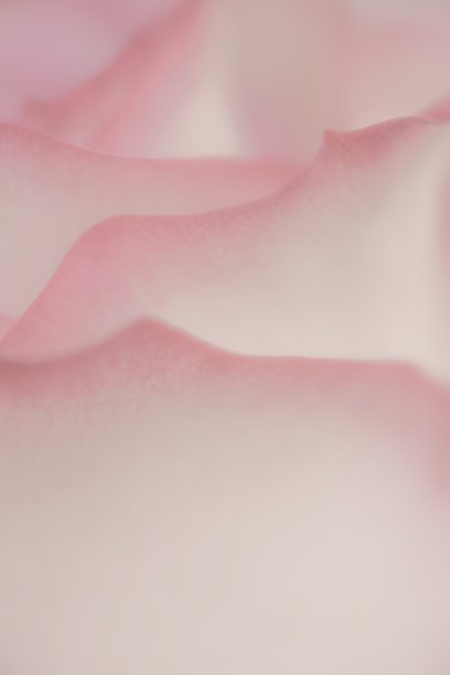 玫瑰花瓣的特写图片下载