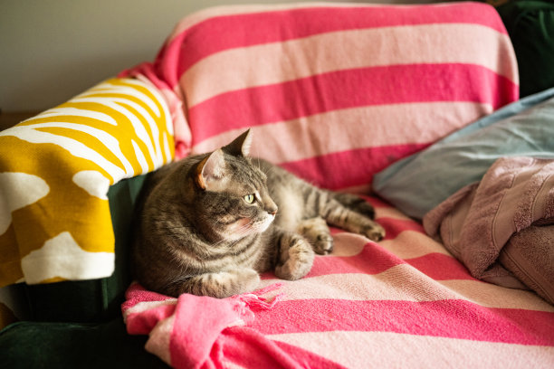 宠物虎斑猫坐在室内沙发上图片下载