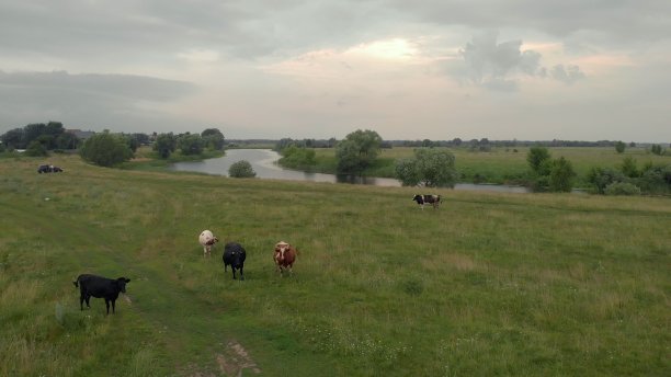 鸟瞰图的牛群在绿色草地附近的河流。无人机照片plein空气河流和绿色的田野与牛群。背景是树。图片下载