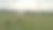鸟瞰图的牛群在绿色草地附近的河流。无人机照片plein空气河流和绿色的田野与牛群。背景是树。图片下载