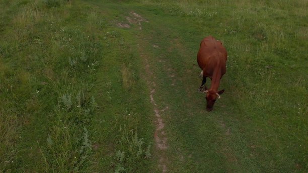 鸟瞰图的牛群在绿色草地附近的河流。无人机照片plein空气河流和绿色的田野与牛群。背景是树。图片下载