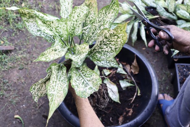 人工种植观赏植物，手工种植豚草或中国常绿植物图片下载