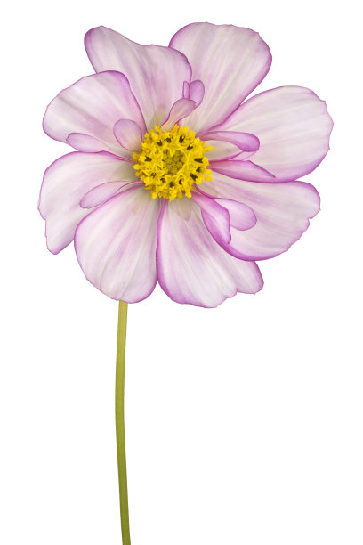 花孤立图片下载