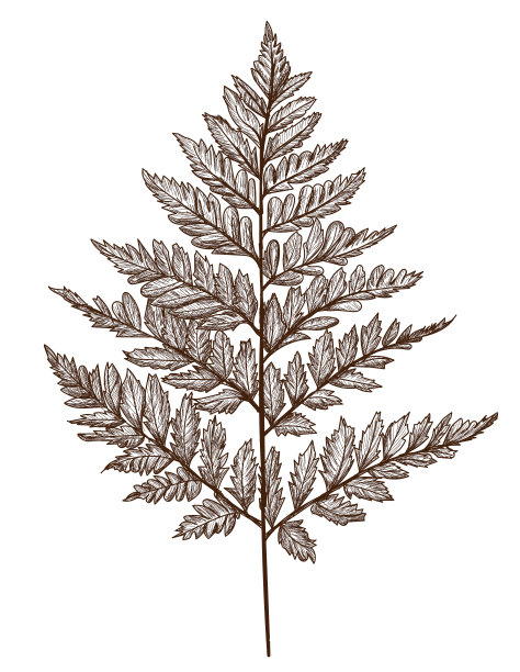 蕨类素描艺术手绘复古风格图片下载