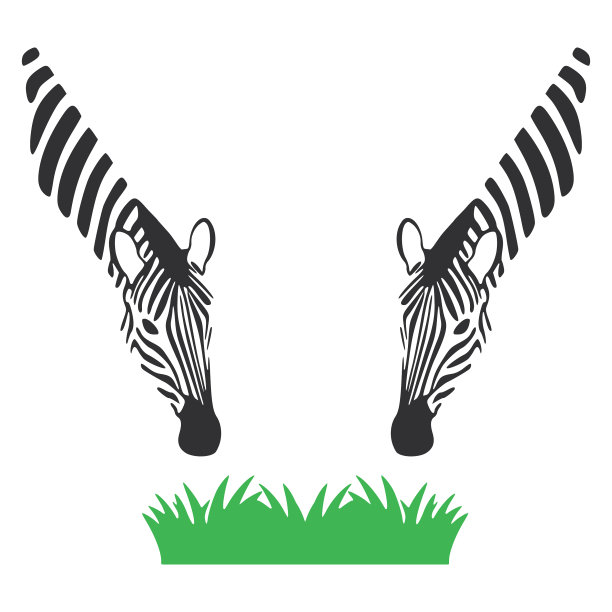 斑马吃草孤立在白色背景图片下载