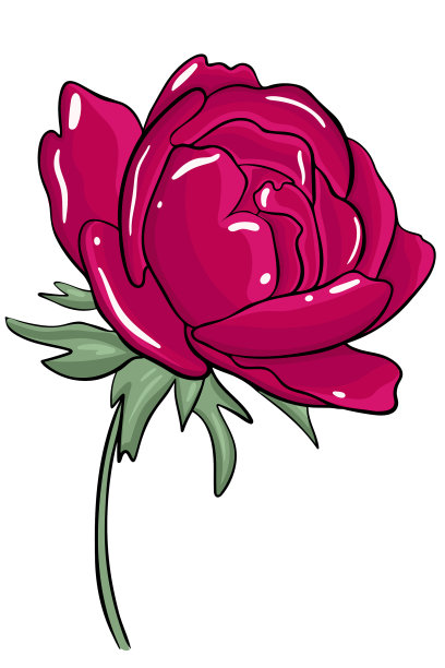 单一明亮的勃艮第牡丹花园郁郁葱葱的花图片下载