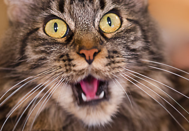 猫的肖像图片下载