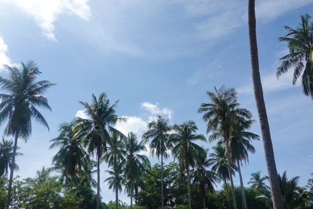 椰子树，热带风景图片下载