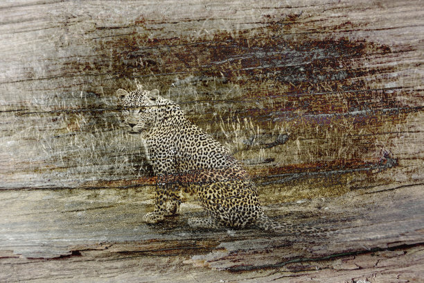 南非克鲁格国家公园的豹图片下载