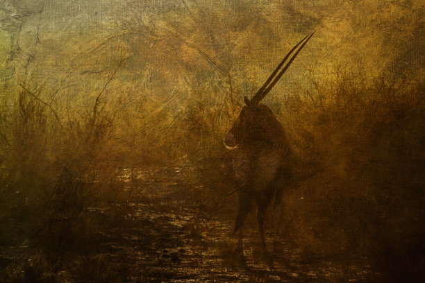 南非Kgalagadi越境公园的南非羚羊图片下载