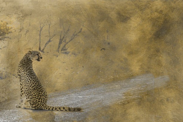 南非克鲁格国家公园的猎豹图片下载