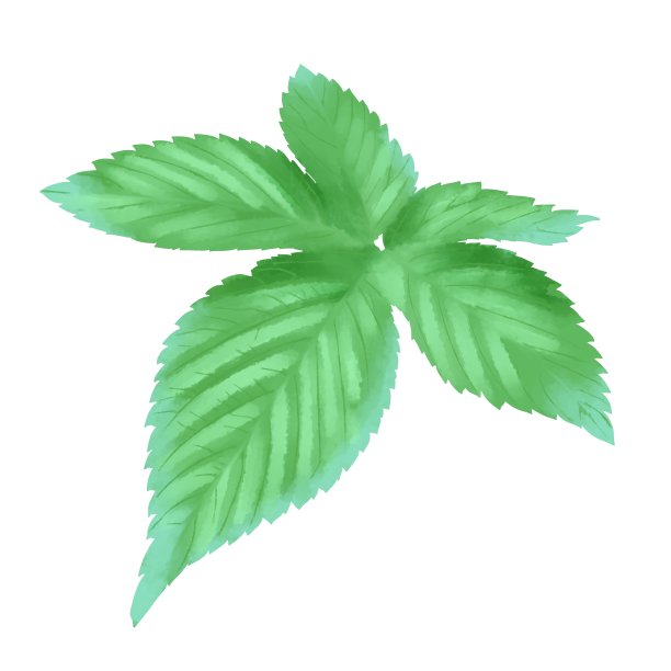 逼真的植物叶子图片下载